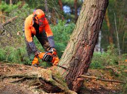 Best Tree Preservation Services  in Linganore, MD